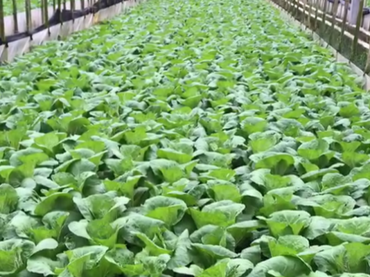 包菜施什么肥料好？