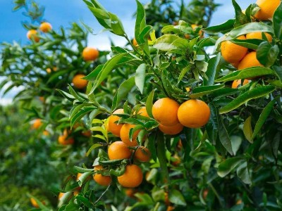 9月果树管理指南：抓好7大要点，膨果提质为来年丰产蓄力