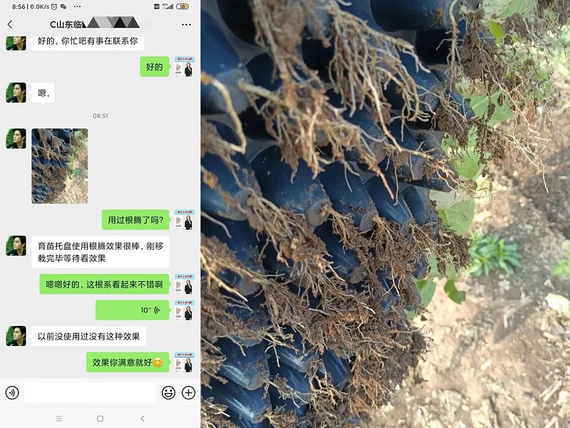 山东鲍大哥使用稼乐夫根腾效果好