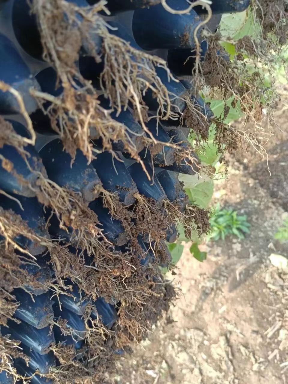 烟叶怎么施肥生根好？烟叶怎么种植好？