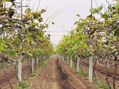 葡萄冬季管护核心要点，剪枝、病虫防治、施肥一步到位