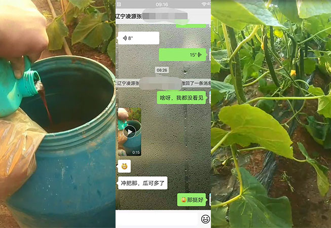 辽宁凌源黄瓜种植户张哥