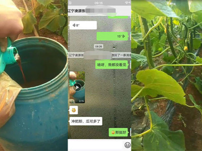 黄瓜上用什么肥料产量高？