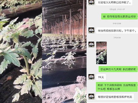 番茄定植后如何进行水肥管理？