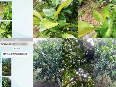 柑橘生根用什么水溶肥好?