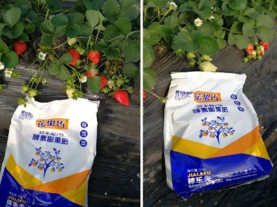 河南驻马店泌阳县草莓种植户张大哥使用稼乐夫花果巧