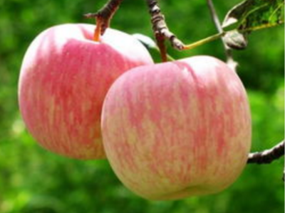 苹果上使用什么品牌的肥料效果好?