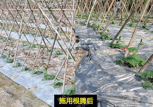 冬瓜苗期怎么施肥长势快？