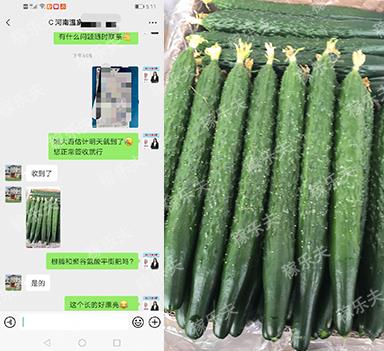黄瓜用什么肥瓜条直产量高,稼乐夫水溶肥