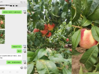 桃树春季施什么肥长势好？