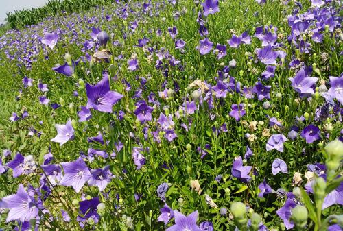 5d5260a904f0acdb865768e50608fbdc