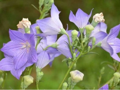 桔梗的播种方法及管理要点