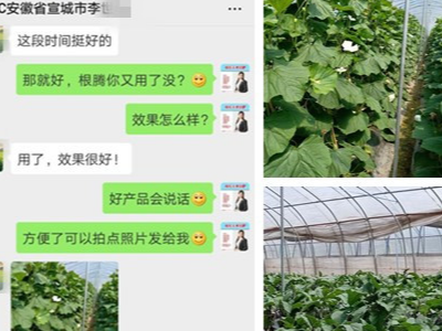 安徽宣城蔬菜种植户李经理——稼乐夫水溶肥客户案例