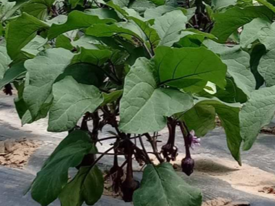 用什么肥料能让蔬菜长得好?