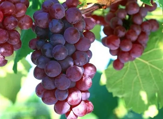 葡萄产​量高，施肥有技巧