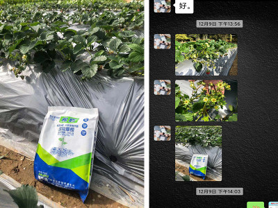 草莓苗上怎么防治死苗烂根?