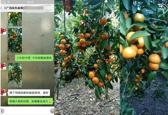 柑橘使用吲丁长势好