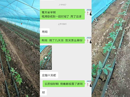 番茄苗定植施肥怎么施？