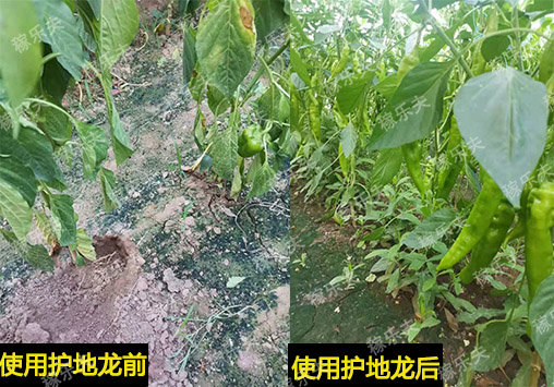 辣椒上出现线虫怎么防治?