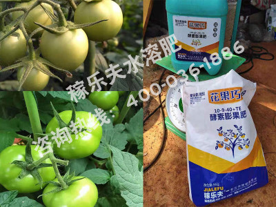 番茄上用什么品牌的高钾肥好?
