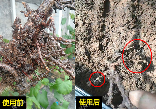 葡萄停止生长怎么办?