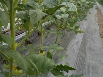 番茄上施肥选择什么厂家的肥料效果好?
