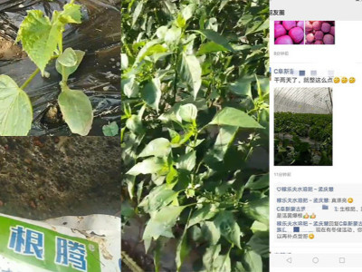 作物上使用什么微生物菌剂长势好?