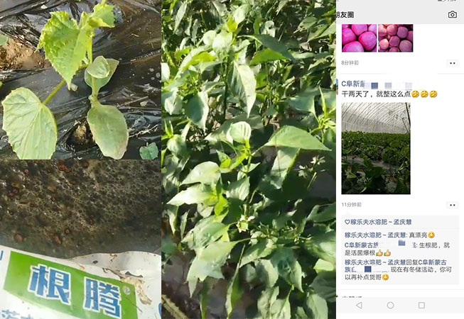 辽宁阜新种植户杜经理