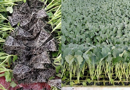 花菜种苗生根用什么肥料好,稼乐夫水溶肥
