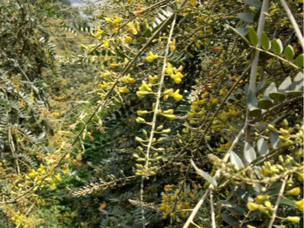 菜豆结荚期的管理措施