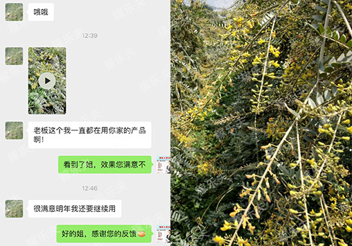 山豆根施肥选择稼乐夫水溶肥，深受广西杨经理认可！