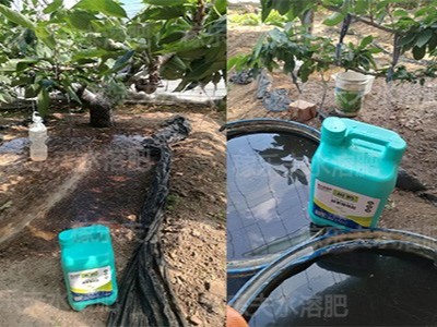 大樱桃水溶肥选择什么牌子根好叶绿?