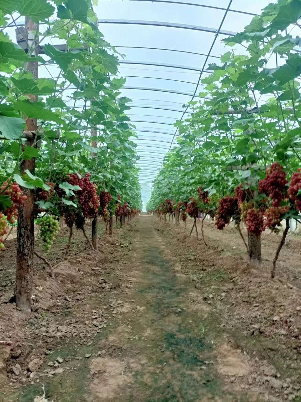 葡萄高​产用什么水溶肥好？