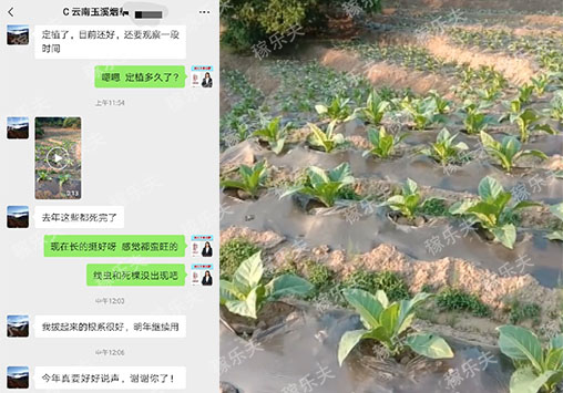 烟草使用什么肥料根系好死苗少?