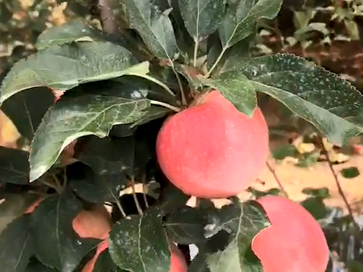 苹果膨果使用稼乐夫水溶肥
