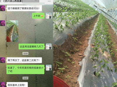 黄瓜苗出现死苗烂根怎么办?