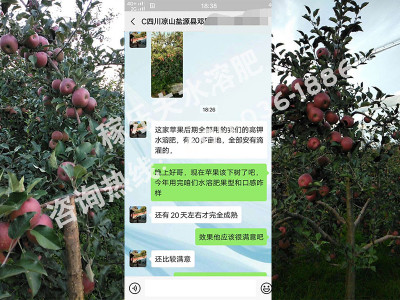 苹果膨果肥怎么施肥长得好?