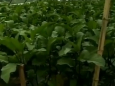 湖南郴州茄子种植户赵经理——稼乐夫水溶肥客户案例