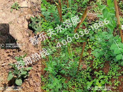 水果豌豆上使用什么品牌的微生物菌剂好?
