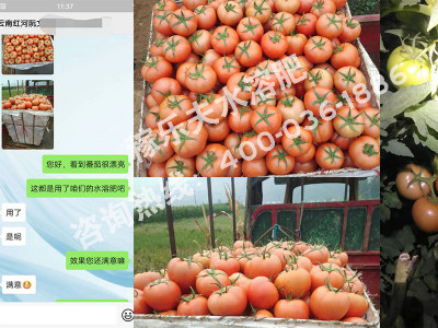 番茄上使用什么微生物菌剂效果好?