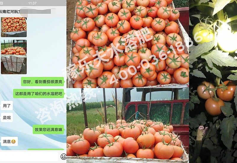 云南红河番茄种植户阮经理