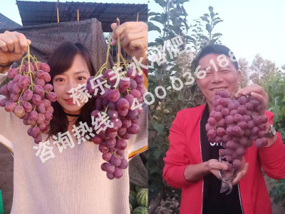 葡萄叶面肥用什么厂家的表现好?