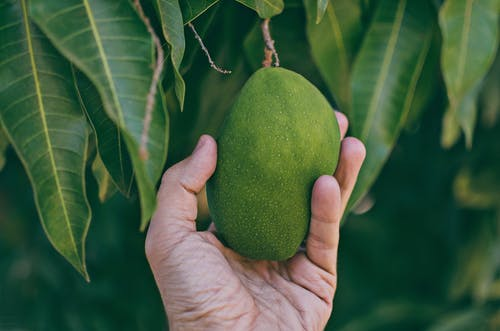 芒果怎么施肥产量高？芒果高产施肥技术是什么？