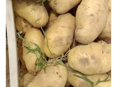 土豆用什么肥料高产？