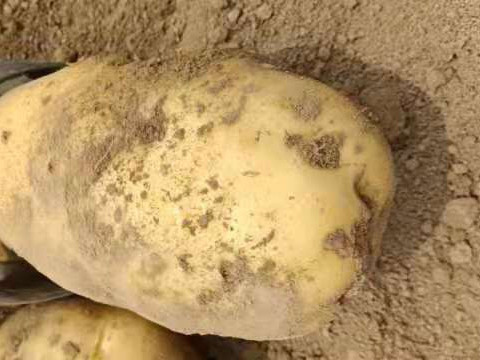 土豆的种植时间和方法，土豆怎么种植？