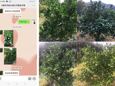 广东韶关柑橘种植户凌经理——稼乐夫水溶肥客户案例