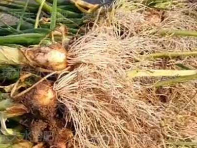 大葱种植注意事项，3个施肥方法保证大葱长势好