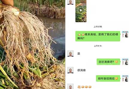 香葱生根肥,微生物菌剂,水溶肥