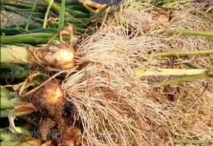 香葱生根用什么肥料好,微生物菌剂,水溶肥