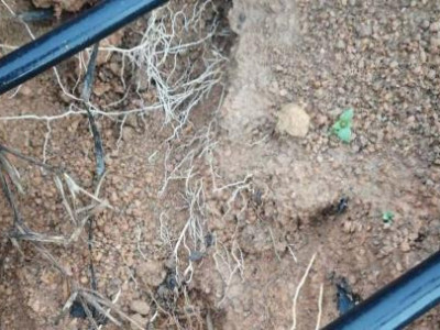 百香果微生物菌肥选择什么牌子好?海南百香果种植户陈经理这样选!